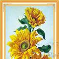 Sunflower ()