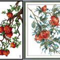 Pomegranate (/)