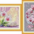 Phalaenopsis (/)