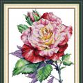 Rose (/)