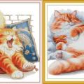 Orange cat (/)