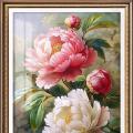 Peony blooming ()