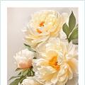 Peony flower ()