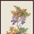 Wisteria Spring Charm (��������)