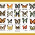 Butterflies (�������/��������)