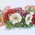 Poppies (��������)