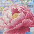 Peony blooming ()