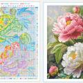 Peony blooming ()