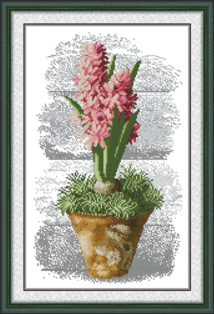 ٻҾ2 ͧԹ : Hyacinth (/)