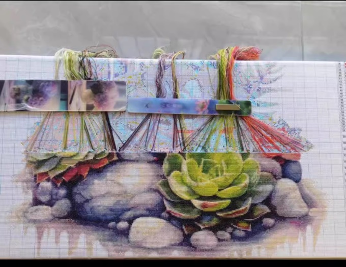 ٻҾ2 ͧԹ : Succulent cactus ()