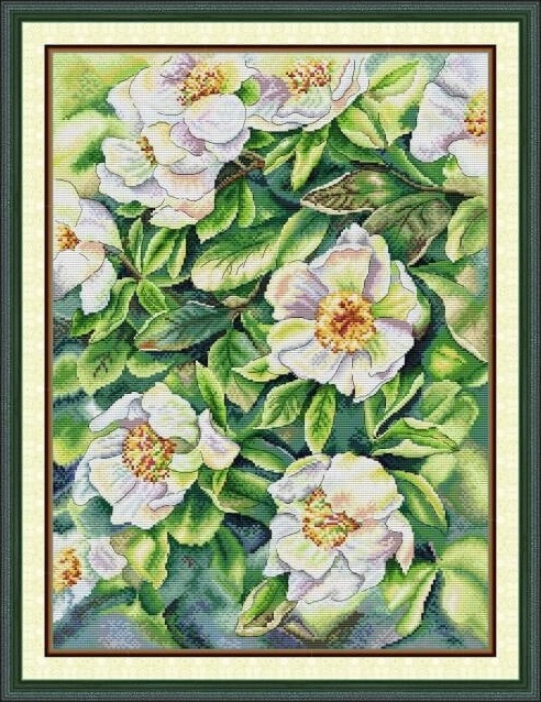 ٻҾ3 ͧԹ : White flower (/)