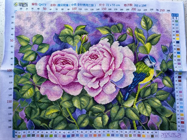 �ٻ�Ҿ���3 �ͧ�Թ��� : Pink rose (��������)