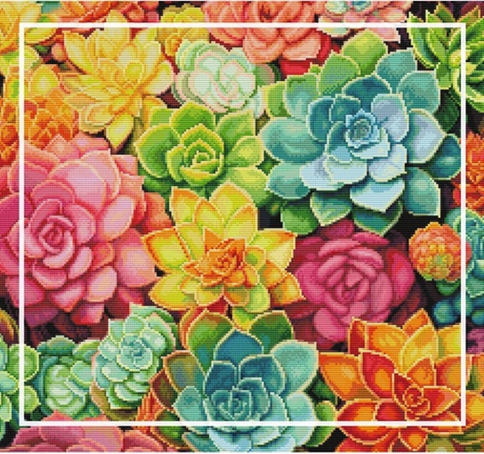 ٻҾ3 ͧԹ : Succulent cactus ()