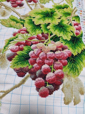 ٻҾ3 ͧԹ : Fruitful grapes ()