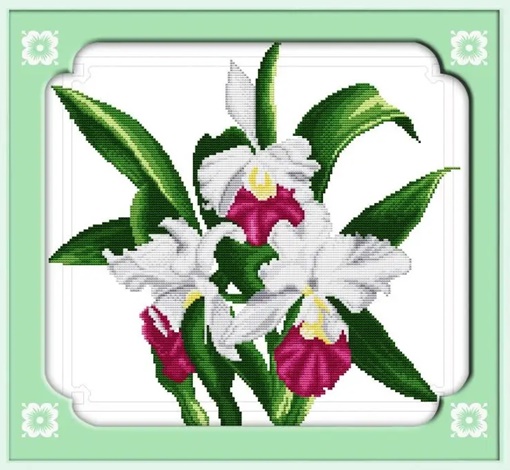 ٻҾ4 ͧԹ : Orchid (/)