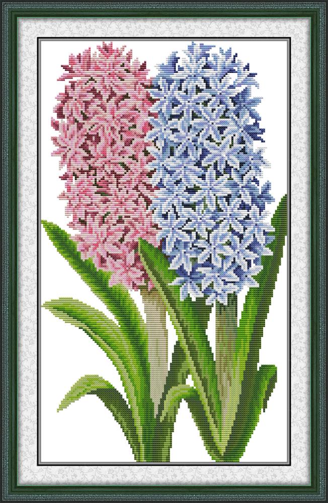 ٻҾ4 ͧԹ : Hyacinth (/)