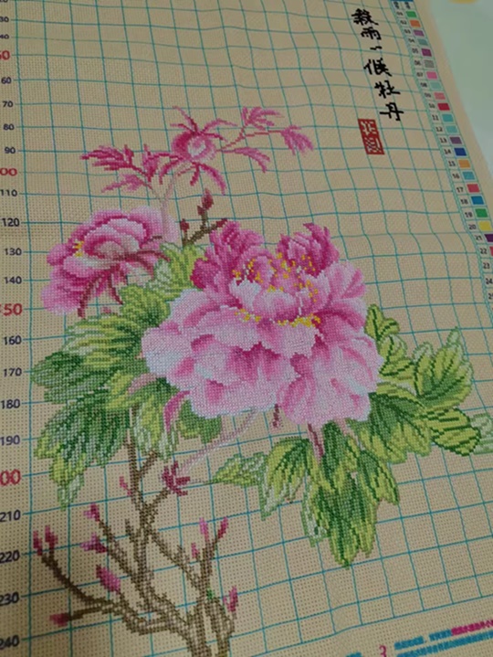ٻҾ5 ͧԹ : Pink flower ()